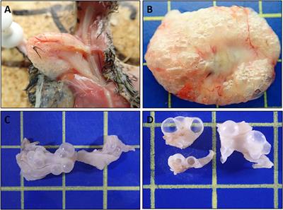 Nectarivorous Bird Emphysematous Ingluvitis (NBEI): A Novel Disease in Loriinae Birds Associated With Clostridium perfringens Infection